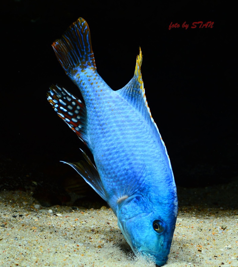 Nimbochromis fuscotaeniatus